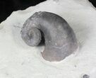 Silurial Gastropod (Platyostoma) - Waldron, Indiana #20719-2